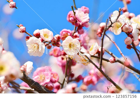 Blue sky and red plum 123857156