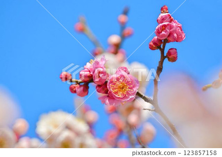Blue sky and red plum 123857158