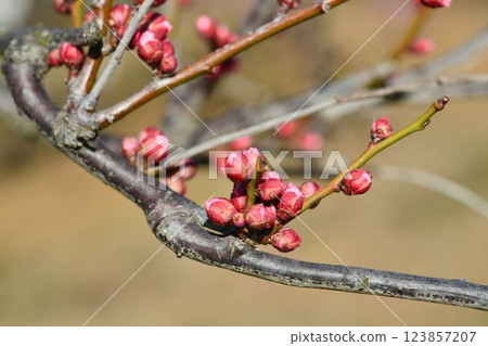 藍天和紅色李子 123857207