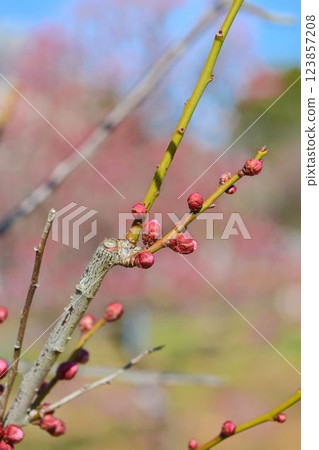 藍天和紅色李子 123857208