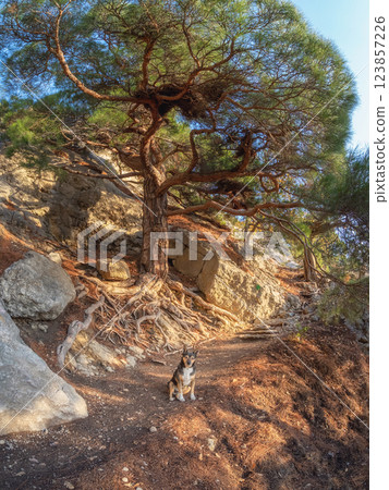 Path through a pine forest. Red dog Path through a pine forest. Red dog 123857226