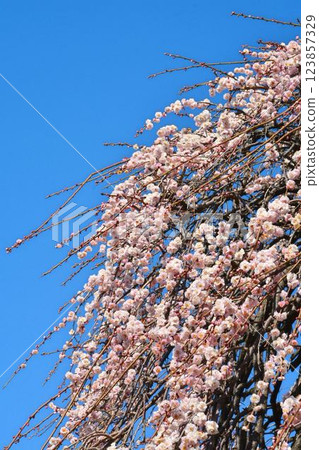 Blue sky and red plum 123857329