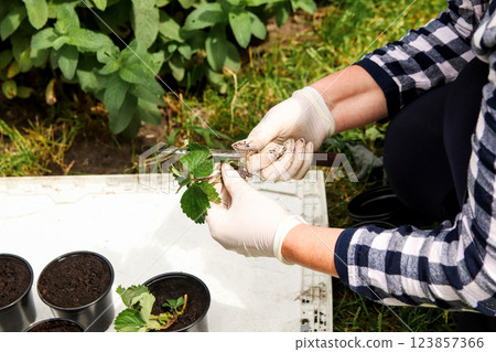 A woman carefully planting strawberry seedlings in rich soil, tending to her garden with care. home gardening, organic farming, and the joy of planting fresh produce A woman carefully planting strawberry seedlings in rich soil, tending to her garden with care. home gardening, organic farming, and the joy of planting fresh produce 123857366