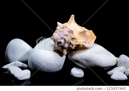Beautiful Bursa Bufonia Seashell on Black Background Beautiful Bursa Bufonia Seashell on Black Background 123857442