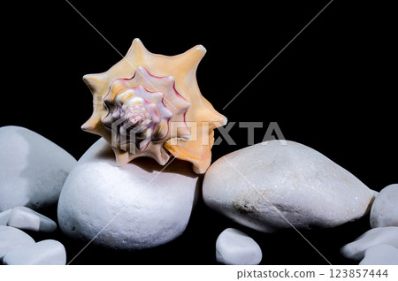 Beautiful Bursa Bufonia Seashell on Black Background Beautiful Bursa Bufonia Seashell on Black Background 123857444
