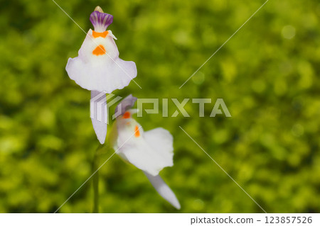 Clione mittelflower flower Clione mittelflower flower 123857526