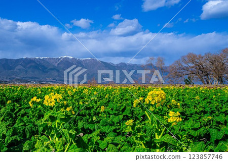 Rapeseed field 123857746
