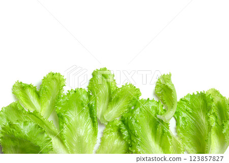 Lettuce leaves on white background 123857827