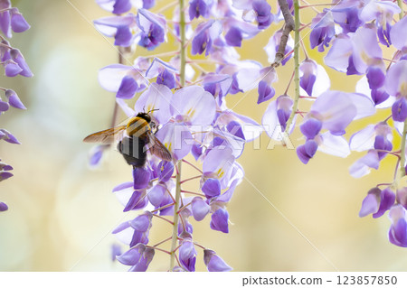 A bear sticking wisteria flower nectar 123857850