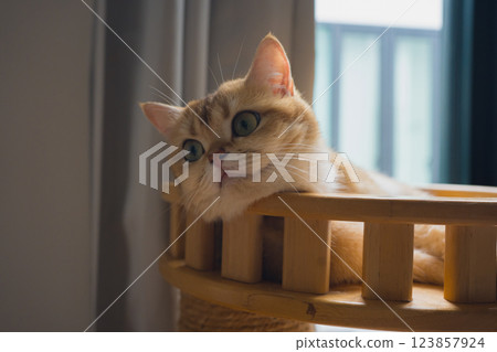 pet care concept with british cat relax and sleep in living room 123857924