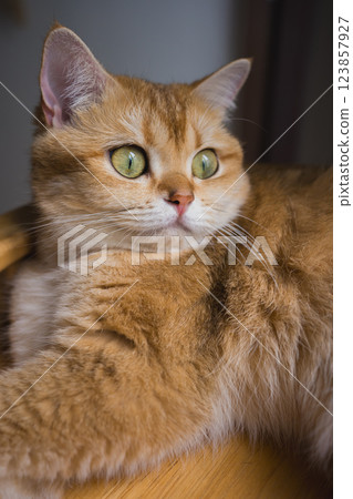 pet care concept with british cat relax and sleep in living room 123857927