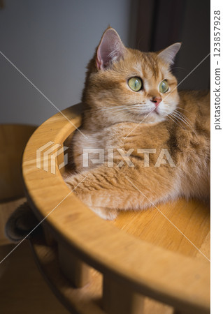 pet care concept with british cat relax and sleep in living room pet care concept with british cat relax and sleep in living room 123857928