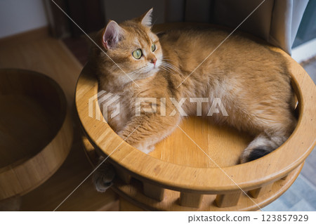 pet care concept with british cat relax and sleep in living room pet care concept with british cat relax and sleep in living room 123857929