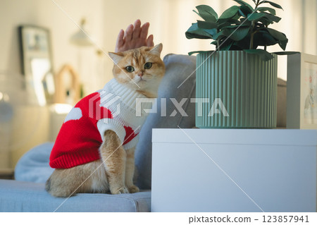 pet care concept with british cat wear cloth and play with owner in living room 123857941