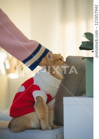 pet care concept with british cat wear cloth and play with owner in living room pet care concept with british cat wear cloth and play with owner in living room 123857942