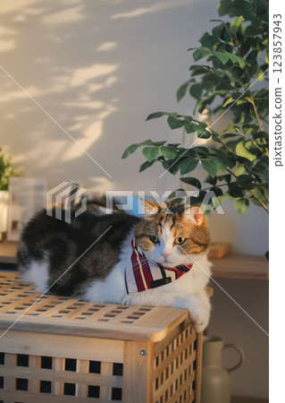 pet care concept with cat wear cloth and play with owner in living room pet care concept with cat wear cloth and play with owner in living room 123857943
