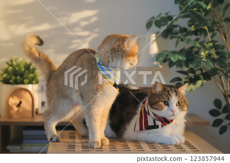 pet care concept with cat wear cloth and play with owner in living room pet care concept with cat wear cloth and play with owner in living room 123857944