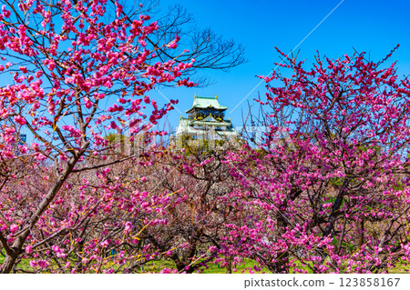 大阪城和Bairin 大阪城和Bairin 123858167
