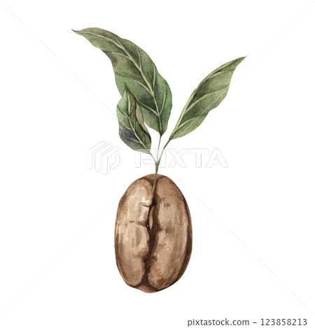 Sprouted roasted coffee beans with green fresh leaves. Watercolor hand-drawn illustration on isolated background. For design of corporate identity of shops and cafes, menus, postcards, stickers Sprouted roasted coffee beans with green fresh leaves. Watercolor hand-drawn illustration on isolated background. For design of corporate identity of shops and cafes, menus, postcards, stickers 123858213