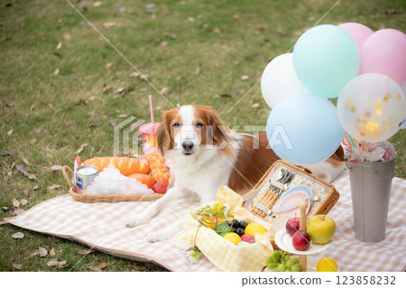 Dogs (Kooikerhondje) enjoying a picnic on green grass with colorful balloons Dogs (Kooikerhondje) enjoying a picnic on green grass with colorful balloons 123858232