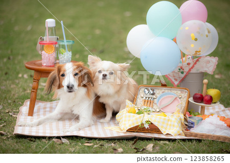 兩隻狗在草地上用彩色氣球享受野餐 123858265