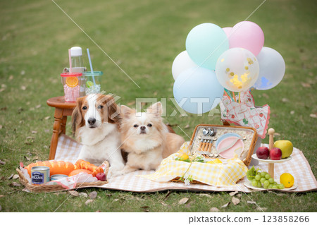 Two dogs enjoying a picnic on the grass with colorful balloons 123858266