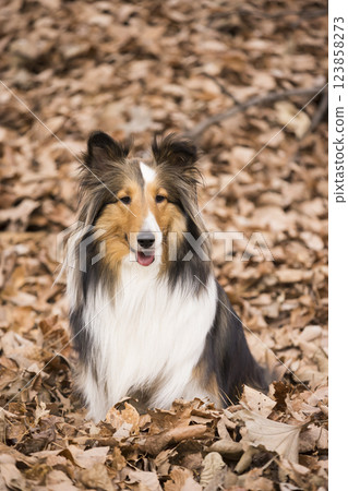 Sheltie dog sitting on a pile of fallen leaves 123858273
