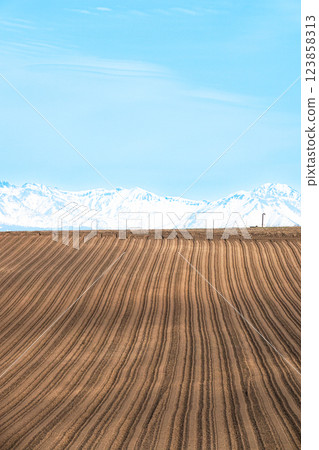 A refreshing scene in Biei, Hokkaido, when spring plowing begins in May. 123858313