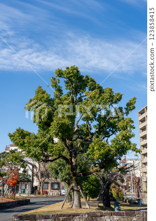 新鮮的綠樹,映襯在藍天下 新鮮的綠樹,映襯在藍天下 123858415