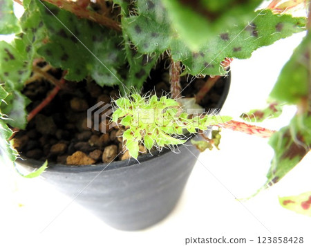 Begonia - Fun Observation Begonia - Fun Observation 123858428