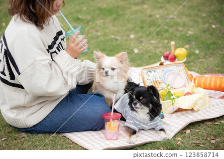A relaxing picnic for a woman and her two Chihuahuas 123858714