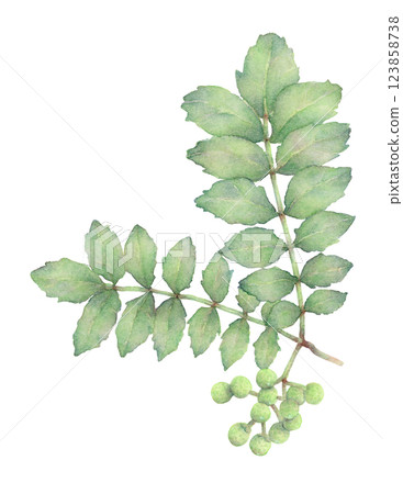 Watercolor illustration of Japanese pepper Watercolor illustration of Japanese pepper 123858738
