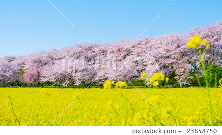 Gyodo Shrine Gyodo Shrine 123858750