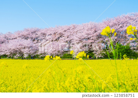 Gyodo神社 123858751