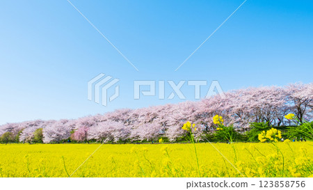 Gyodo神社 123858756