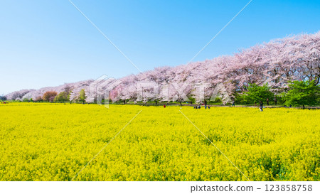 Gyodo Shrine 123858758