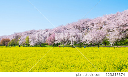 Gyodo Shrine Gyodo Shrine 123858874