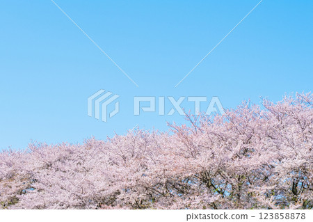 Cherry blossoms in full bloom and blue sky Cherry blossoms in full bloom and blue sky 123858878