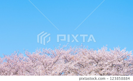 Cherry blossoms in full bloom and blue sky 123858884