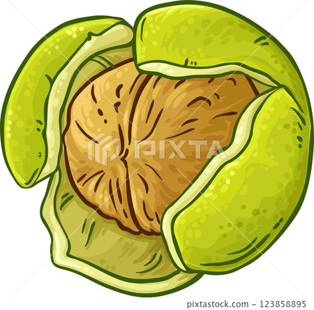 Walnut Colored Detailed Illustration. Organic natural nutritional healthy food ingredient, vegetarian diet product. Walnut Colored Detailed Illustration. Organic natural nutritional healthy food ingredient, vegetarian diet product. 123858895