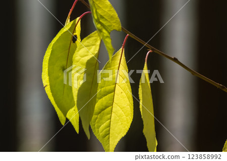 Yellow-green leaves with red petioles on a gray background. Bird cherry Yellow-green leaves with red petioles on a gray background. Bird cherry 123858992