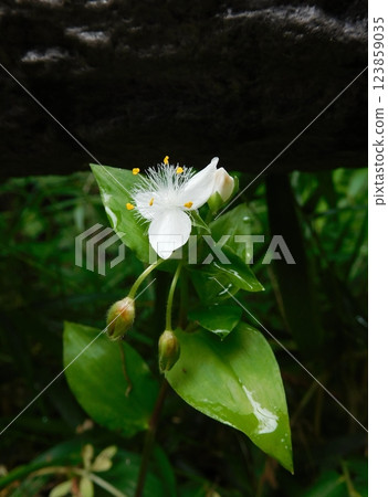 Flower of Tokuwa Tsurukusa Flower of Tokuwa Tsurukusa 123859035