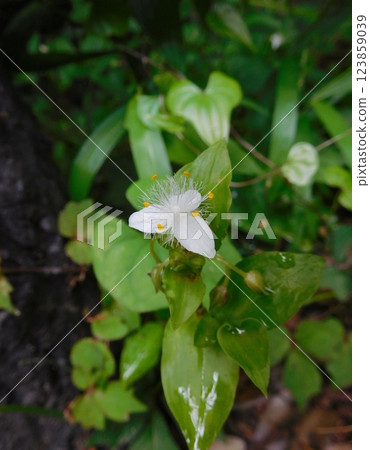 Flower of Tokuwa Tsurukusa Flower of Tokuwa Tsurukusa 123859039