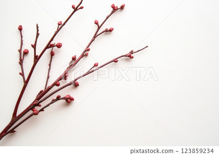 Spring Buds on Branches 123859234