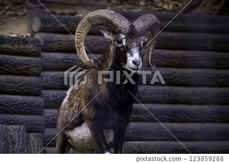 歐洲盤羊 123859288