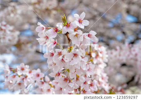 Sakura flower Japanese blue sky in full bloom. Sakura Hanaki in full bloom. Spring weather, nature's Japanese cherry blossom festival. April is like a spring day, and the cherry blossoms are in full bloom. Sakura flower Japanese blue sky in full bloom. Sakura Hanaki in full bloom. Spring weather, nature's Japanese cherry blossom festival. April is like a spring day, and the cherry blossoms are in full bloom. 123859297