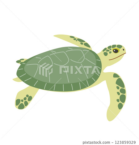 綠海龜 綠海龜 123859329