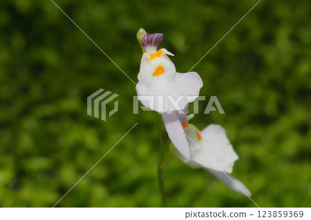 Clione mittelflower flower 123859369