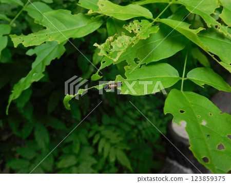 Larva of Namitantou Larva of Namitantou 123859375