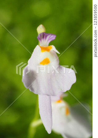 繡線菊花 繡線菊花 123859500